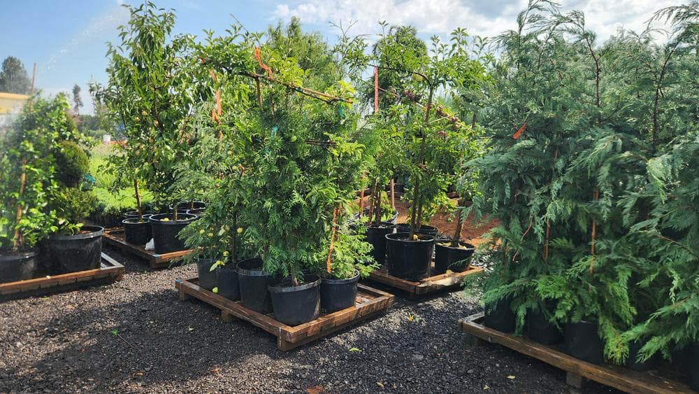 Locally grown nursery plant photo 128 at The Nursery Outlet