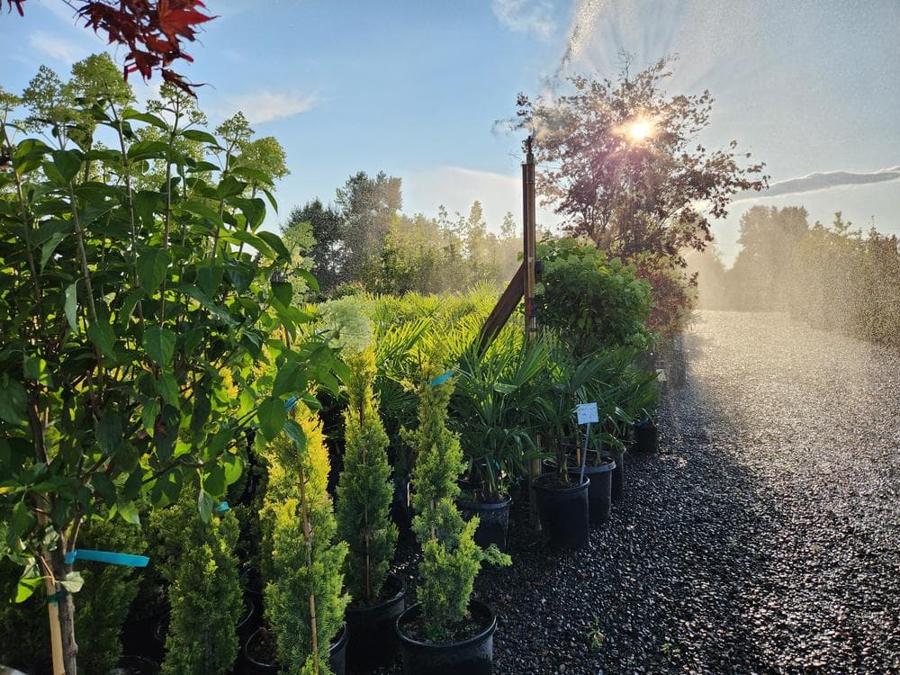 Locally grown nursery plant photo 129 at The Nursery Outlet