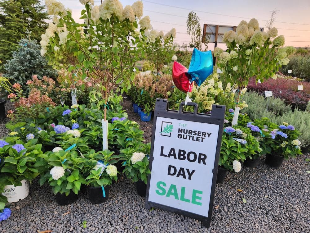 Locally grown nursery plant photo 130 at The Nursery Outlet