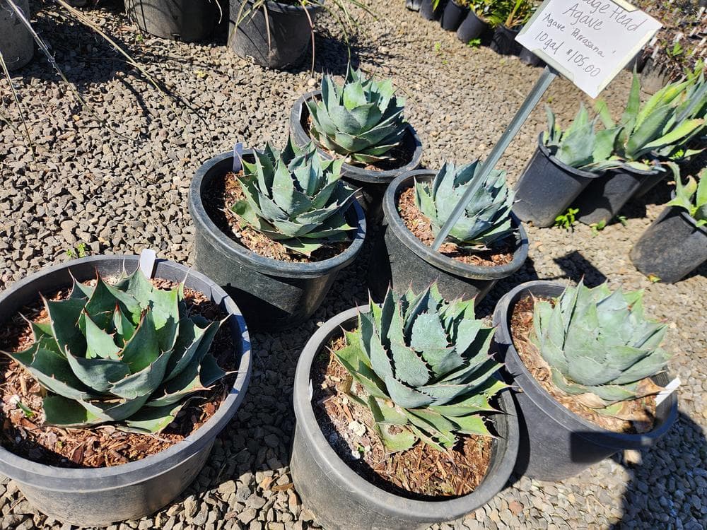 Locally grown nursery plant photo 131 at The Nursery Outlet