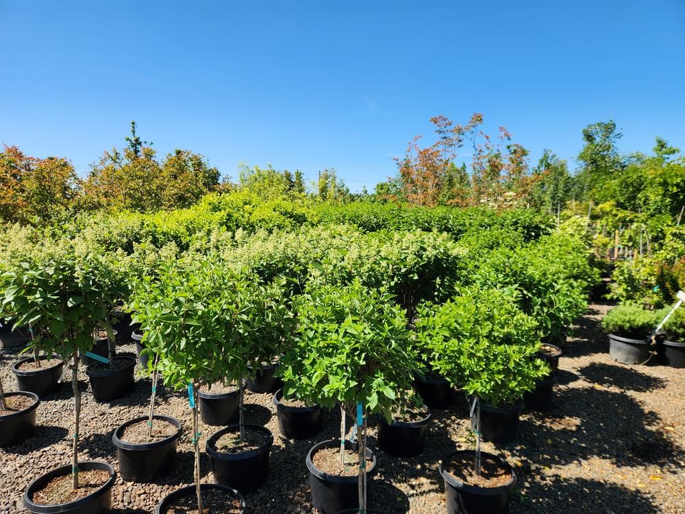 Locally grown nursery plant photo 132 at The Nursery Outlet