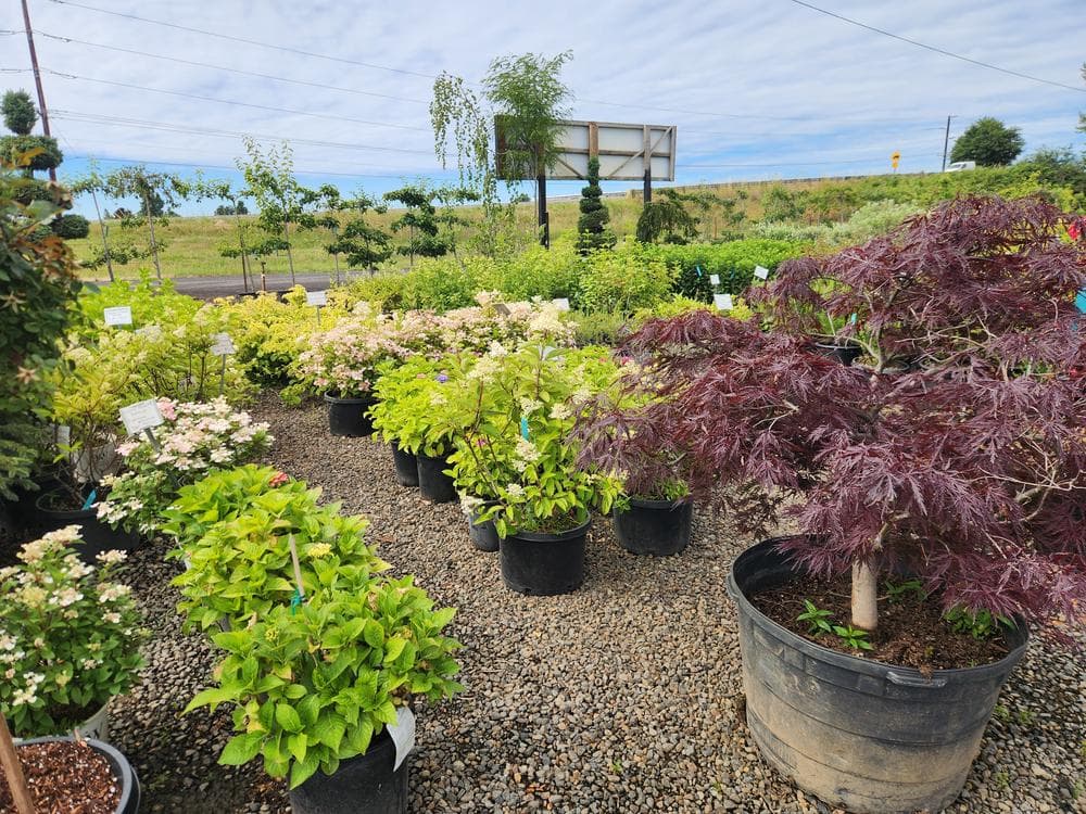 Locally grown nursery plant photo 133 at The Nursery Outlet
