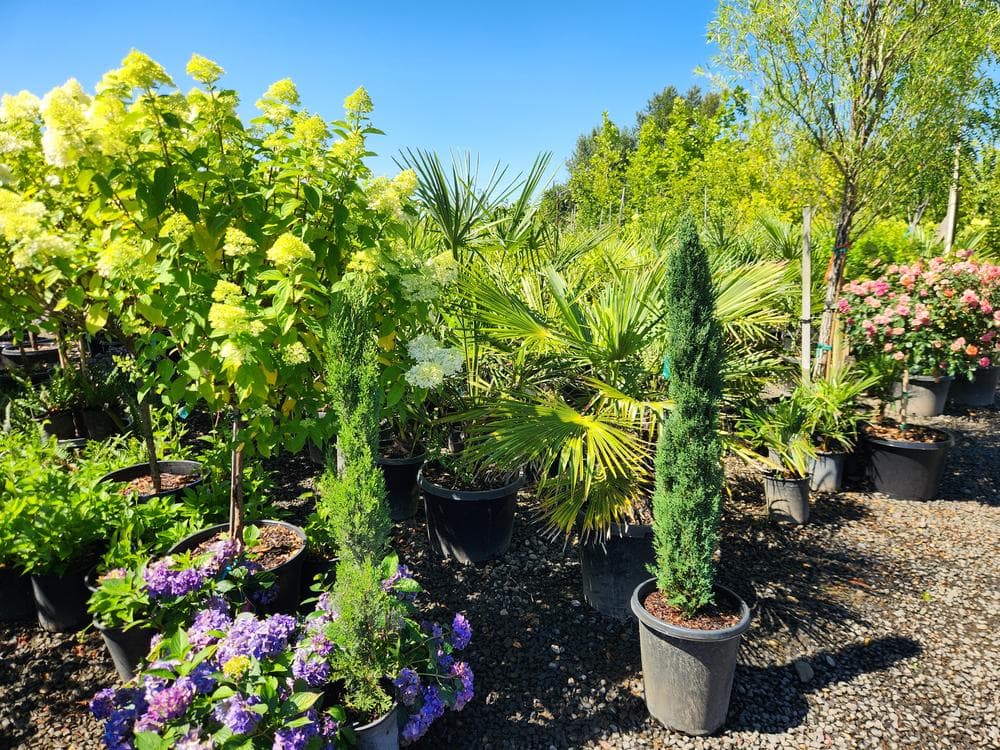Locally grown nursery plant photo 134 at The Nursery Outlet