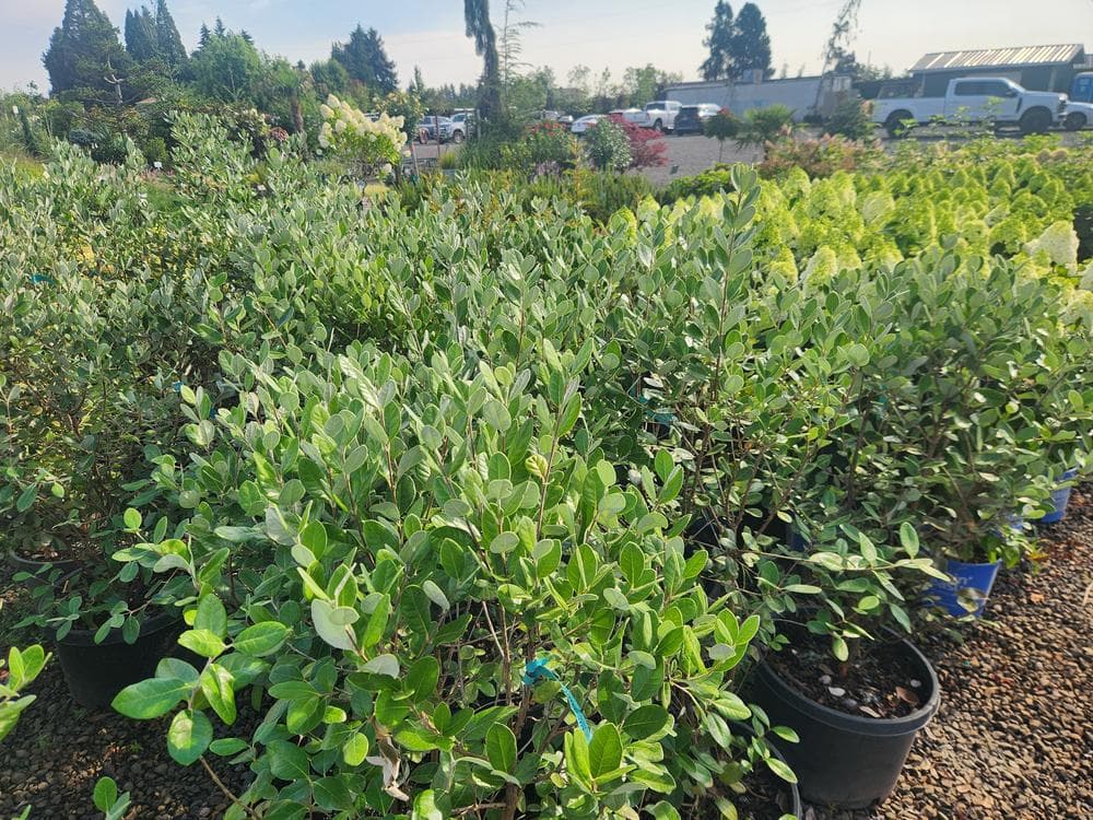 Locally grown nursery plant photo 135 at The Nursery Outlet