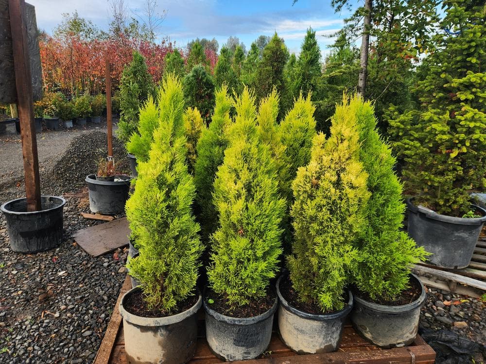 Locally grown nursery plant photo 136 at The Nursery Outlet