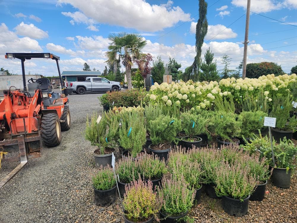 Locally grown nursery plant photo 137 at The Nursery Outlet