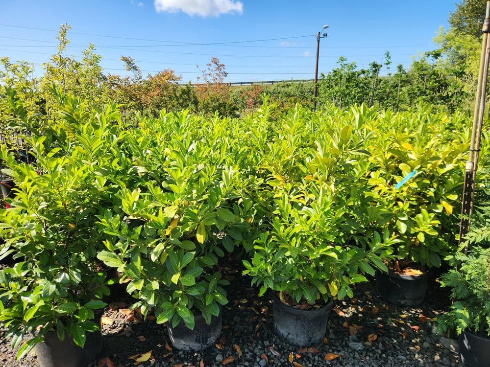 Locally grown nursery plant photo 139 at The Nursery Outlet