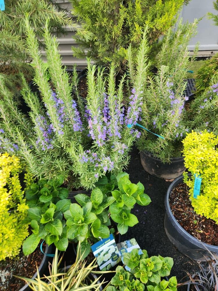 Locally grown nursery plant photo 14 at The Nursery Outlet