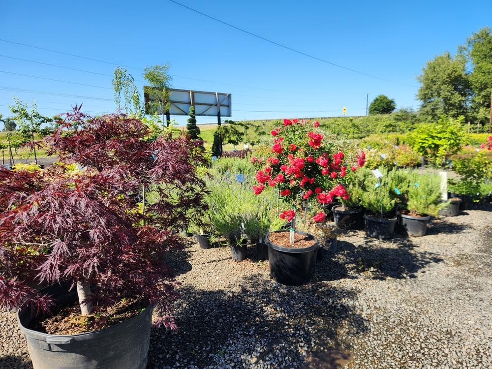 Locally grown nursery plant photo 140 at The Nursery Outlet