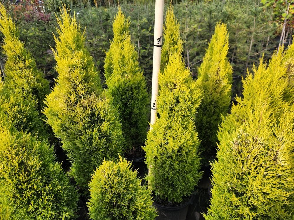 Locally grown nursery plant photo 144 at The Nursery Outlet