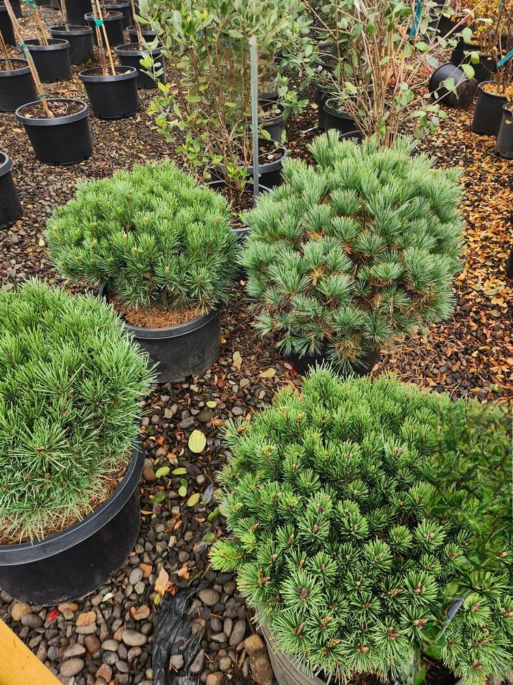 Locally grown nursery plant photo 145 at The Nursery Outlet