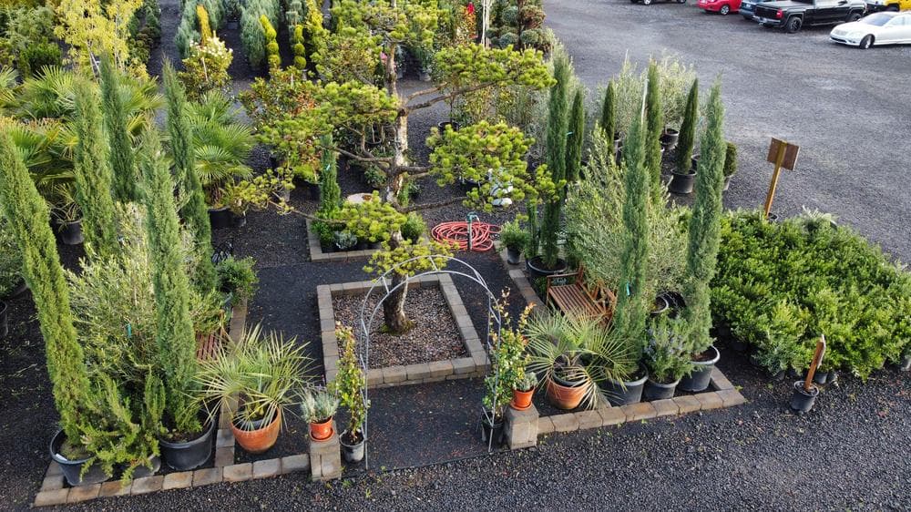 Locally grown nursery plant photo 147 at The Nursery Outlet
