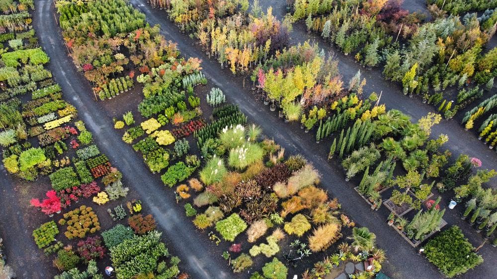 Locally grown nursery plant photo 148 at The Nursery Outlet