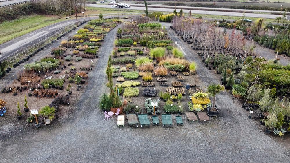 Locally grown nursery plant photo 149 at The Nursery Outlet