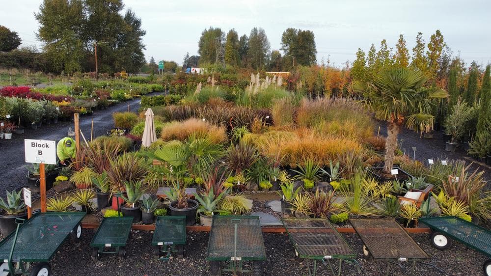 Locally grown nursery plant photo 150 at The Nursery Outlet