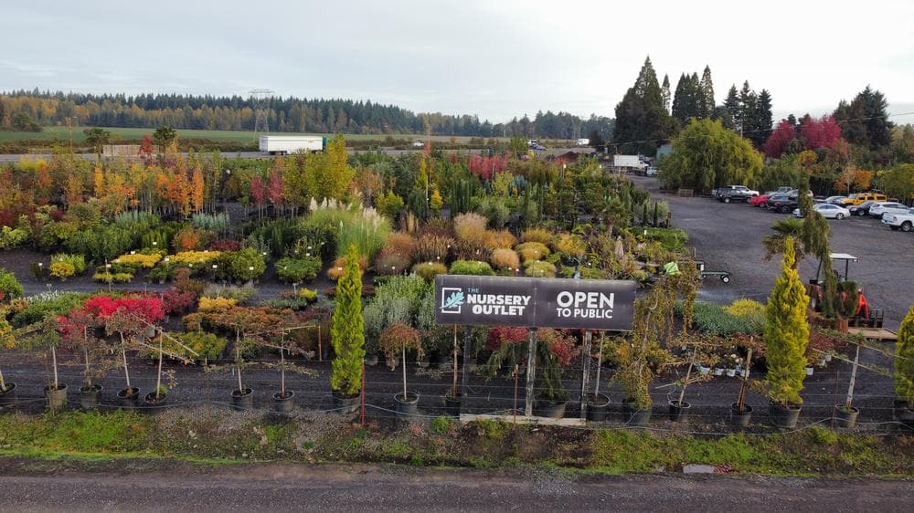 Locally grown nursery plant photo 151 at The Nursery Outlet