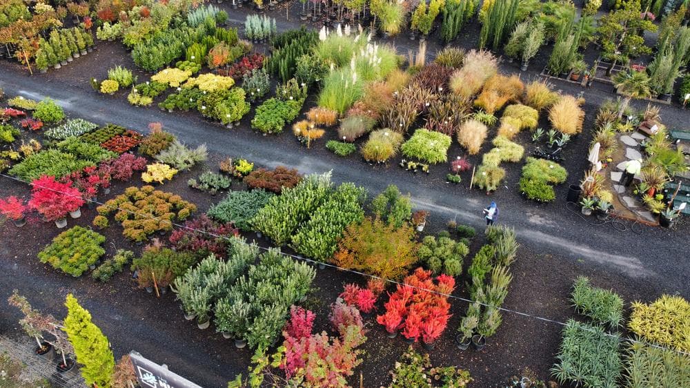 Locally grown nursery plant photo 152 at The Nursery Outlet