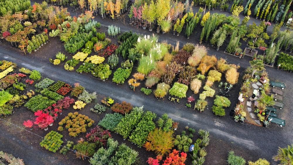 Locally grown nursery plant photo 153 at The Nursery Outlet