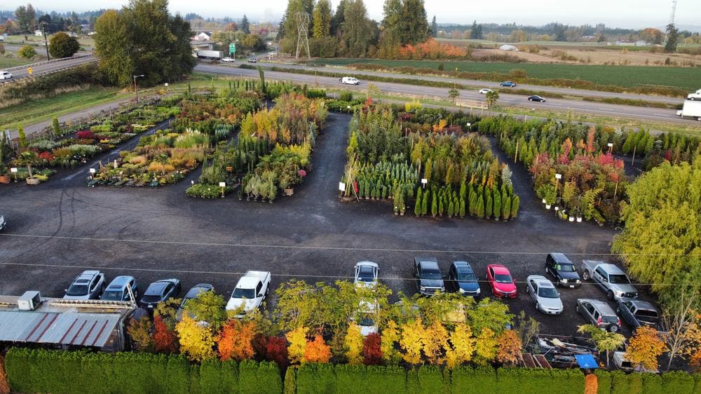 Locally grown nursery plant photo 154 at The Nursery Outlet