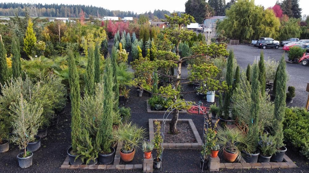 Locally grown nursery plant photo 155 at The Nursery Outlet