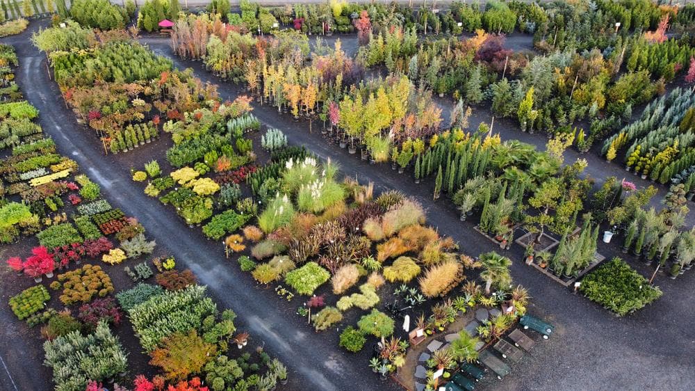 Locally grown nursery plant photo 156 at The Nursery Outlet