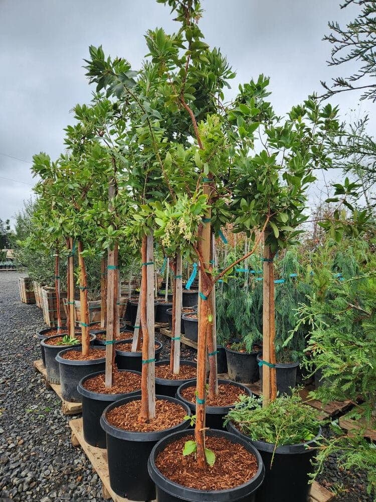 Locally grown nursery plant photo 159 at The Nursery Outlet