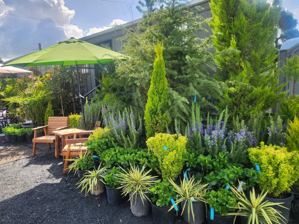 Locally grown nursery plant photo 18 at The Nursery Outlet