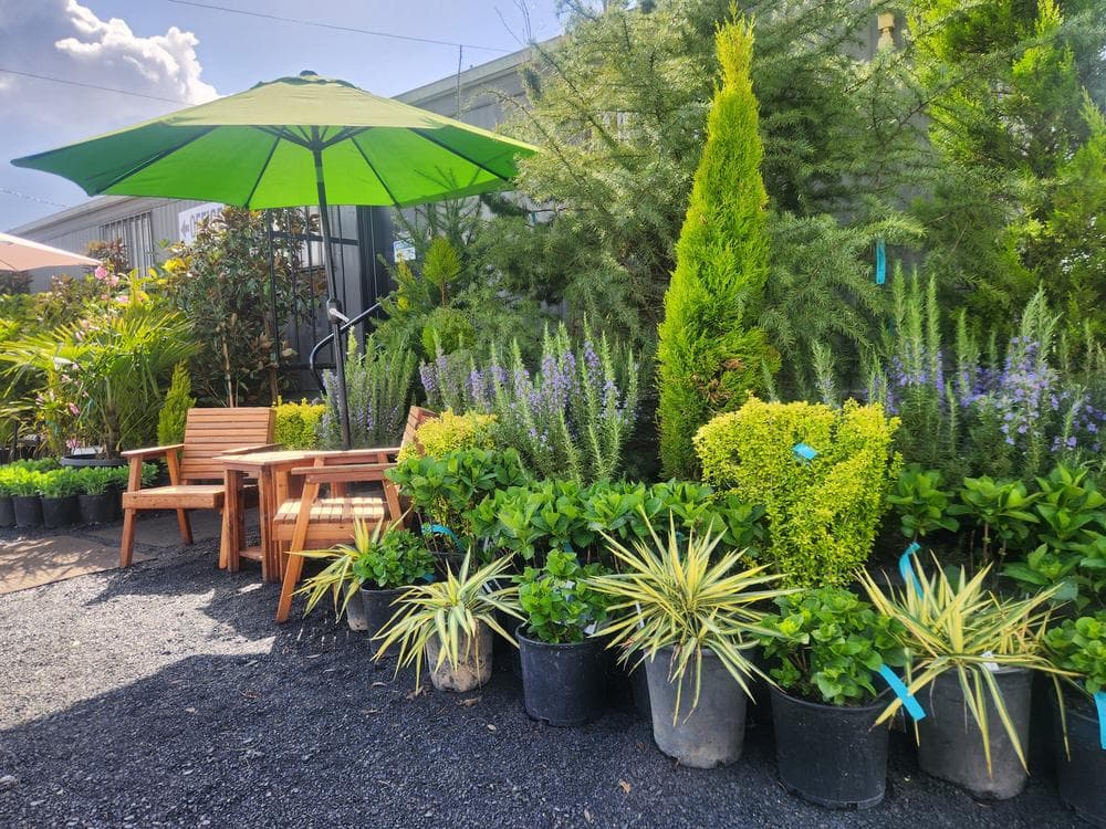 Locally grown nursery plant photo 19 at The Nursery Outlet