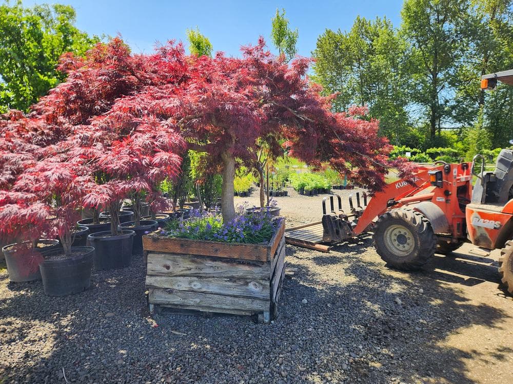 Locally grown nursery plant photo 2 at The Nursery Outlet