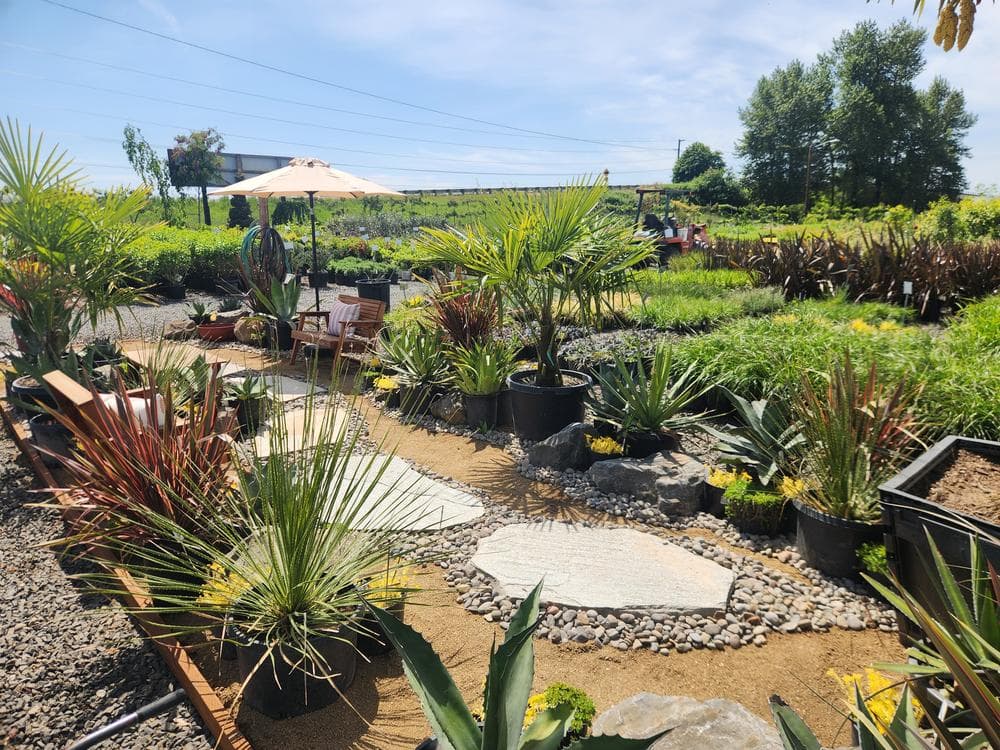 Locally grown nursery plant photo 22 at The Nursery Outlet