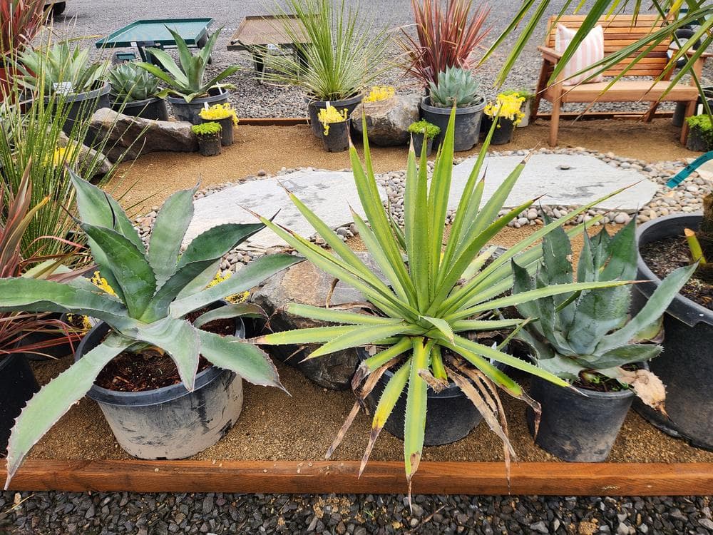 Locally grown nursery plant photo 24 at The Nursery Outlet