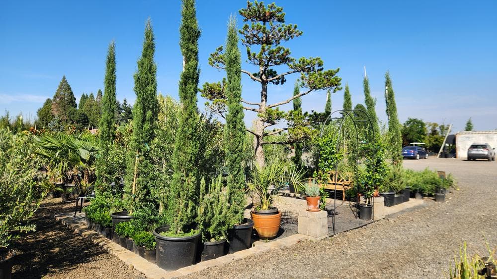 Locally grown nursery plant photo 27 at The Nursery Outlet