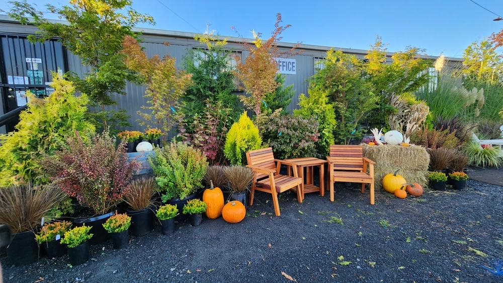 Locally grown nursery plant photo 28 at The Nursery Outlet