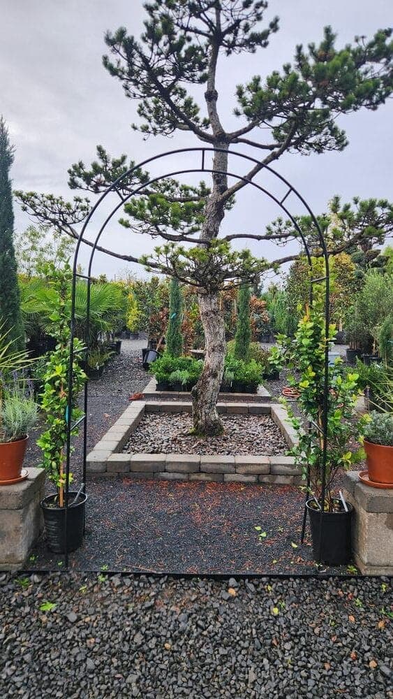 Locally grown nursery plant photo 29 at The Nursery Outlet