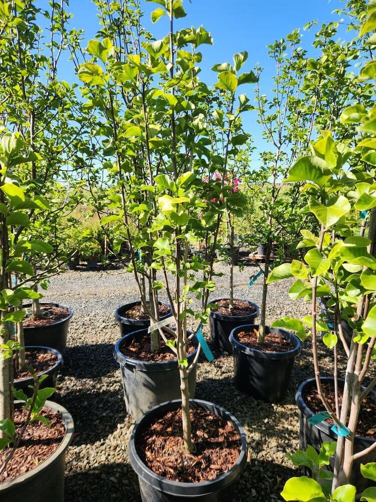 Locally grown nursery plant photo 30 at The Nursery Outlet