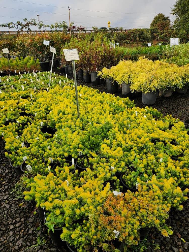 Locally grown nursery plant photo 31 at The Nursery Outlet