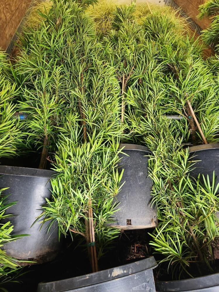 Locally grown nursery plant photo 32 at The Nursery Outlet