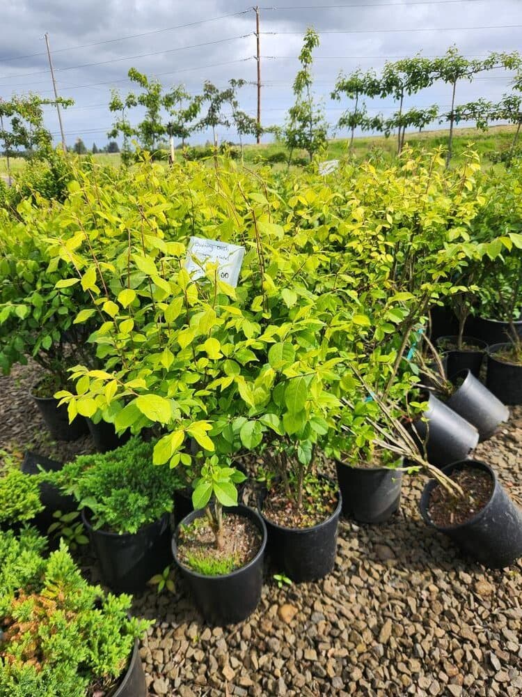 Locally grown nursery plant photo 33 at The Nursery Outlet