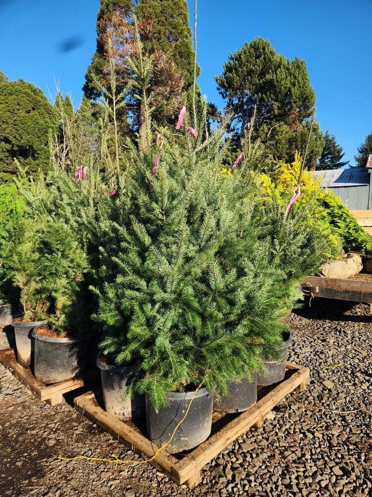 Locally grown nursery plant photo 36 at The Nursery Outlet