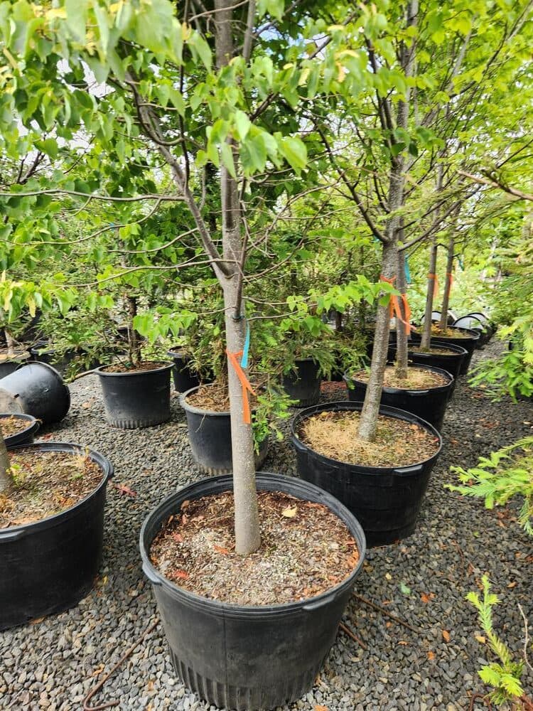 Locally grown nursery plant photo 37 at The Nursery Outlet