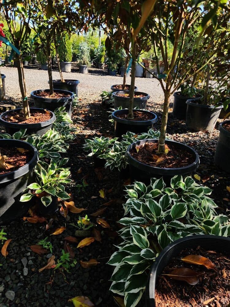 Locally grown nursery plant photo 39 at The Nursery Outlet