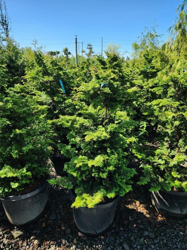 Locally grown nursery plant photo 40 at The Nursery Outlet