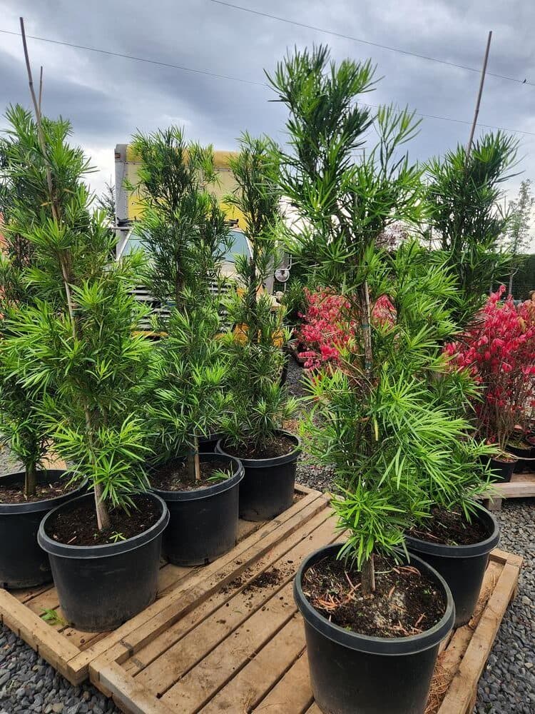 Locally grown nursery plant photo 42 at The Nursery Outlet