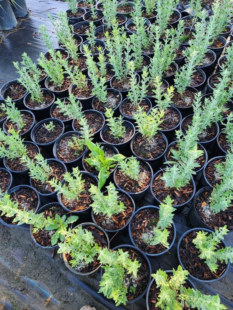 Locally grown nursery plant photo 43 at The Nursery Outlet