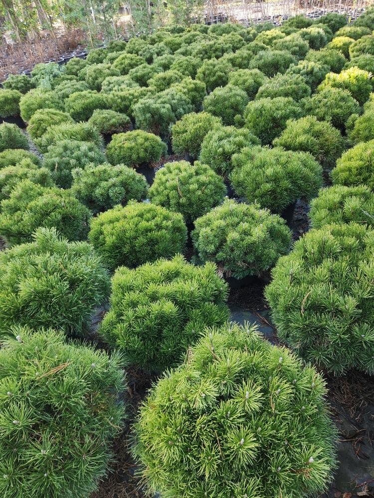 Locally grown nursery plant photo 44 at The Nursery Outlet