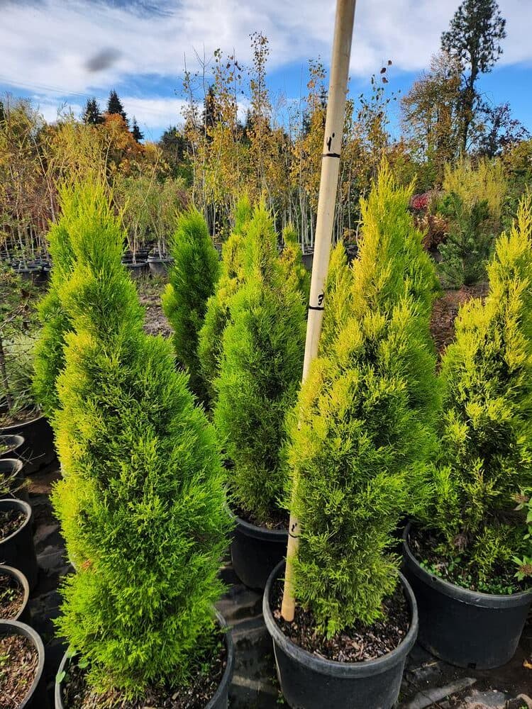 Locally grown nursery plant photo 46 at The Nursery Outlet
