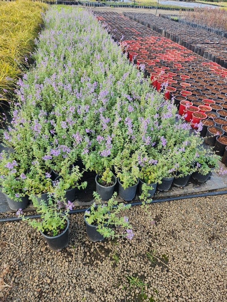 Locally grown nursery plant photo 47 at The Nursery Outlet