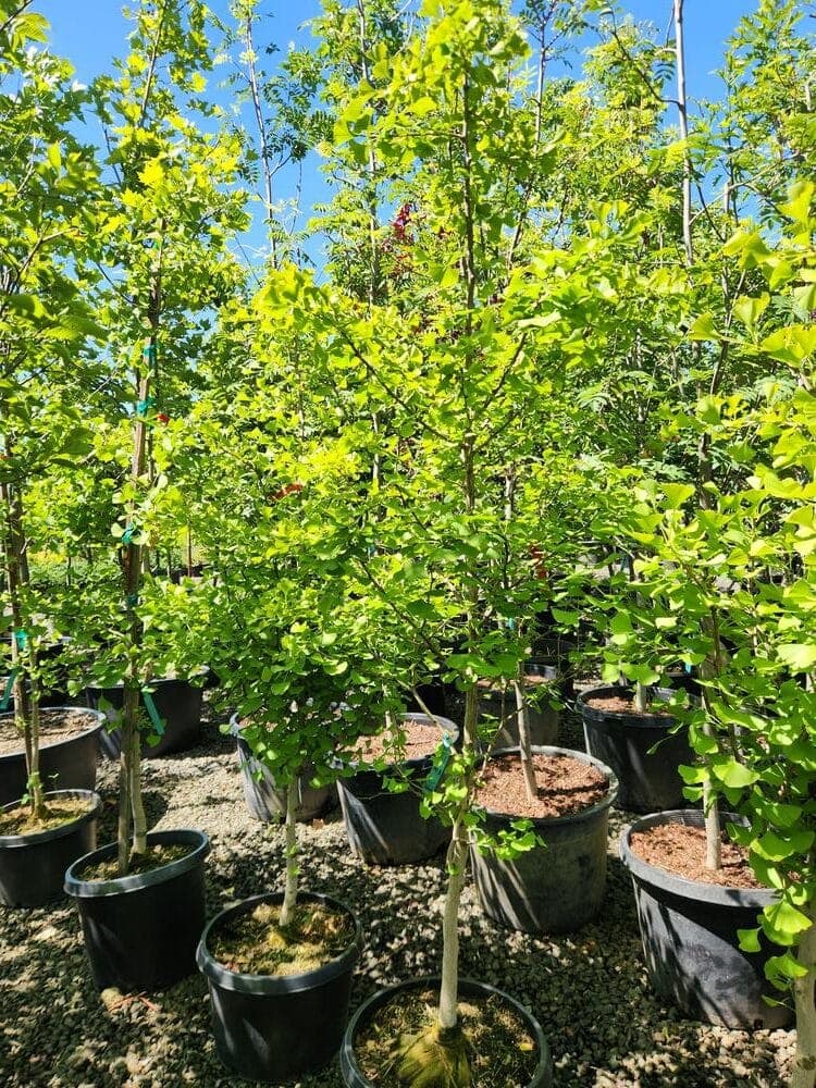 Locally grown nursery plant photo 48 at The Nursery Outlet