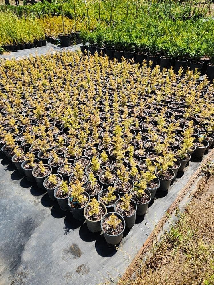 Locally grown nursery plant photo 49 at The Nursery Outlet