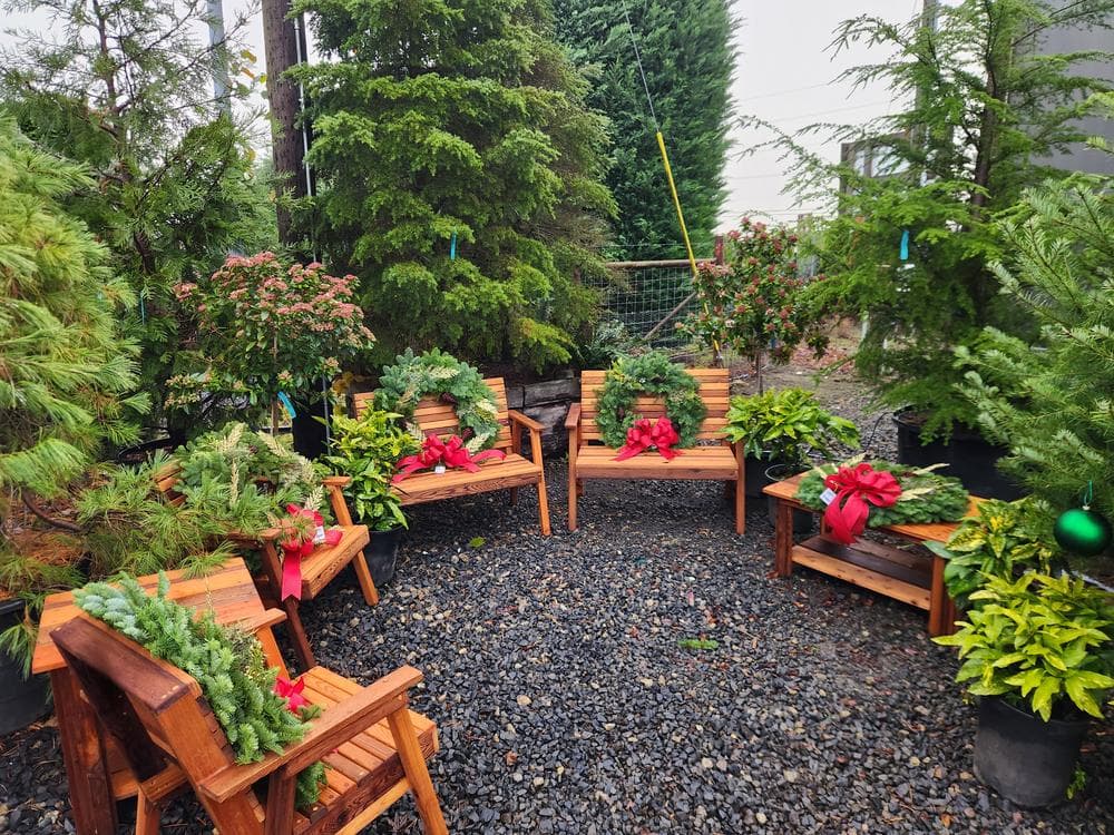 Locally grown nursery plant photo 5 at The Nursery Outlet